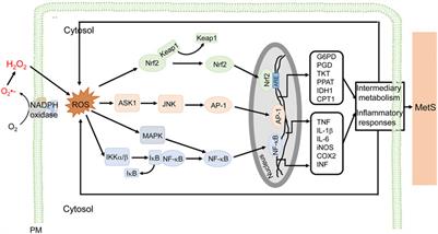 Coordinated Contribution of NADPH Oxidase- and Mitochondria-Derived Reactive Oxygen Species in Metabolic Syndrome and Its Implication in Renal Dysfunction